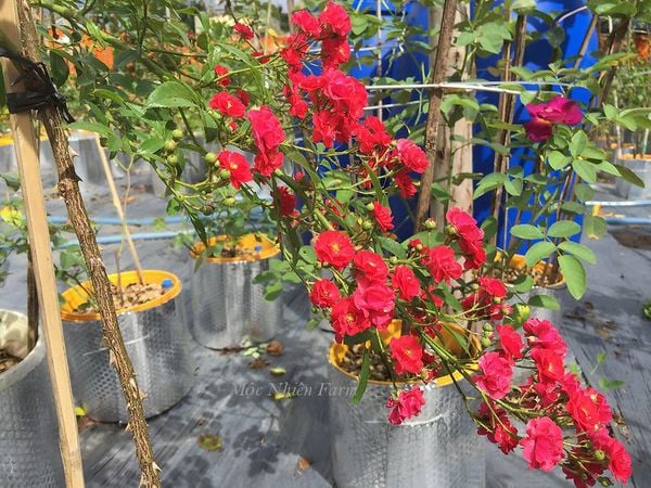  Hoa hồng Red Fairy S1 