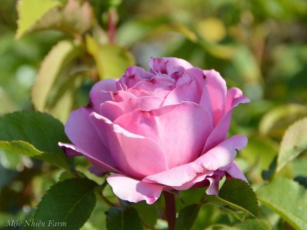  Hoa hồng Soeur Emmanuelle B3 