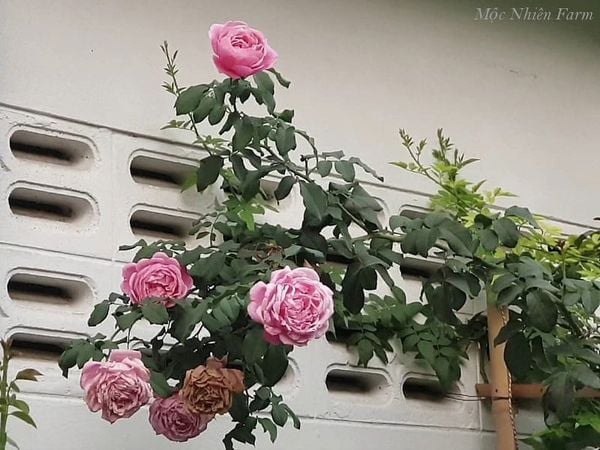  Hoa hồng Soeur Emmanuelle B3 