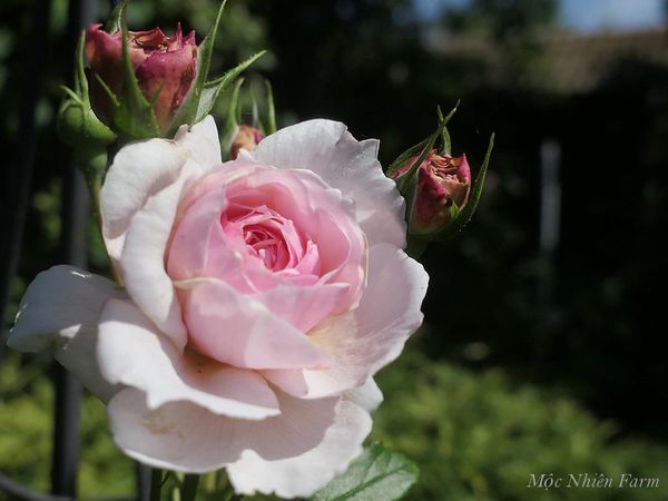  Hoa hồng The Wedgwood C3 