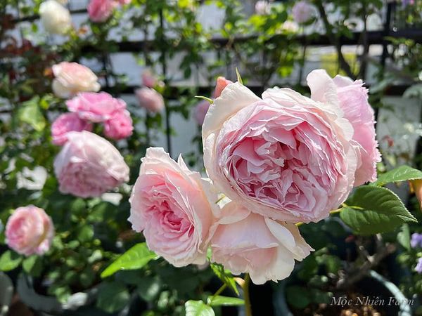  Hoa hồng The Wedgwood C3 