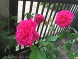  Hoa hồng tường vy A2 