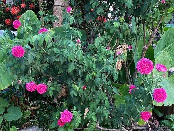  Hoa hồng tường vy A2 