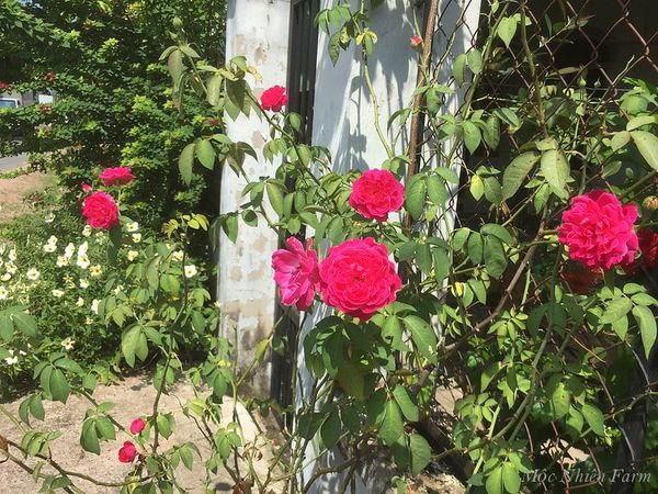  Hoa hồng tường vy 075 