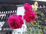  Hoa hồng tường vy A2 
