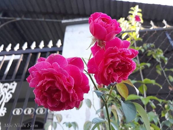 Hoa hồng tường vy A2 