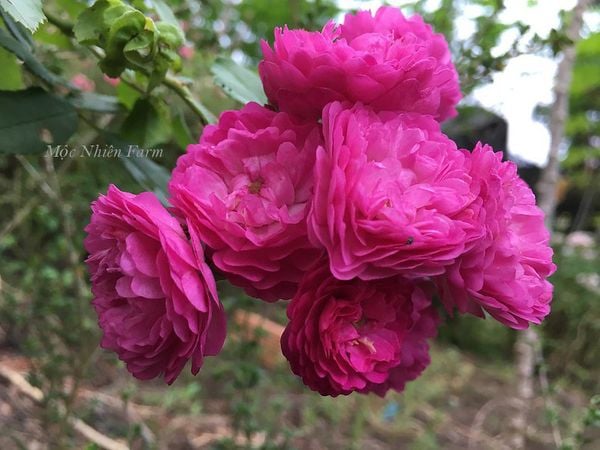  Hoa hồng Vineyard Song D3 