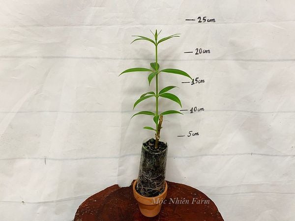  Hoa huỳnh anh vàng đứng B1 