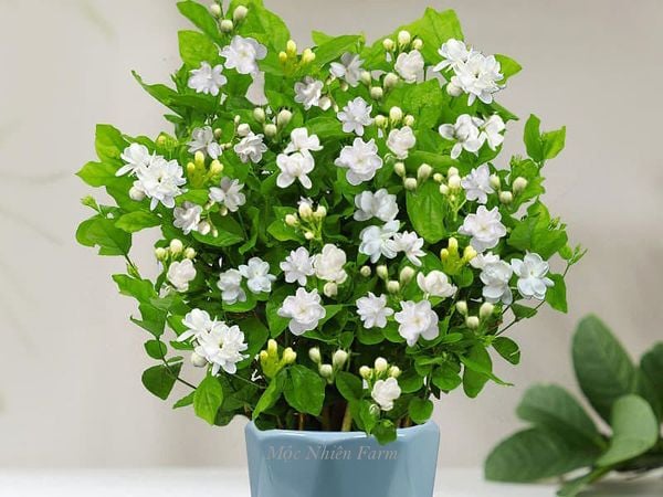  Hoa lài ta kép (nhài ta) E1 