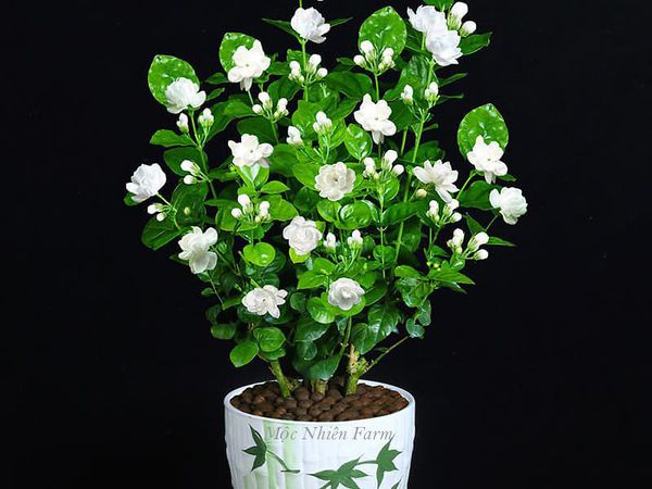  Hoa lài ta kép (nhài ta) E1 