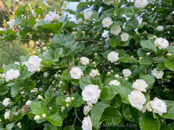  Hoa lài ta kép (nhài ta) E1 