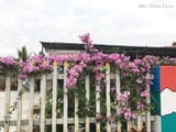  Hoa lan tỏi 
