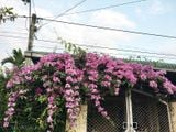  Hoa lan tỏi 