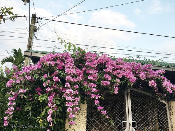  Hoa lan tỏi 