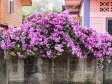  Hoa lan tỏi 
