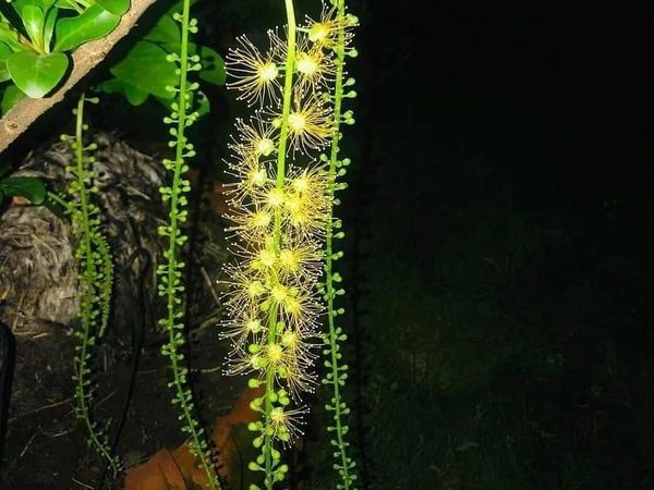  Hoa lộc vừng vàng D1 
