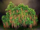  Hoa lộc vừng đỏ C1 