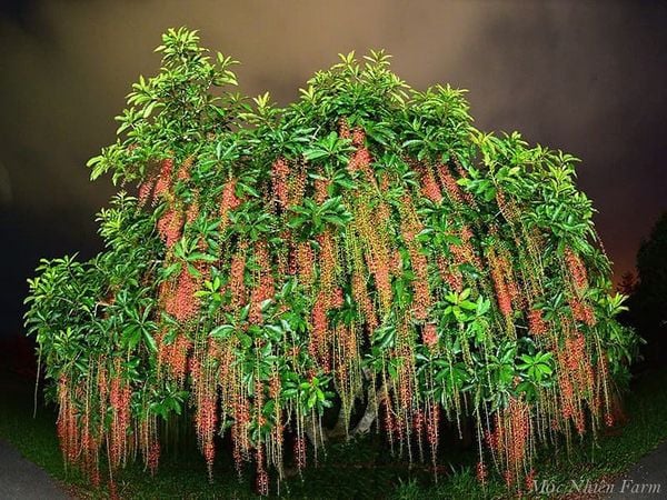  Hoa lộc vừng đỏ C1 