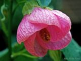  Hoa lồng đèn hồng V2 