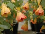  Hoa lồng đèn cam X2 