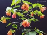  Hoa lồng đèn cam X2 