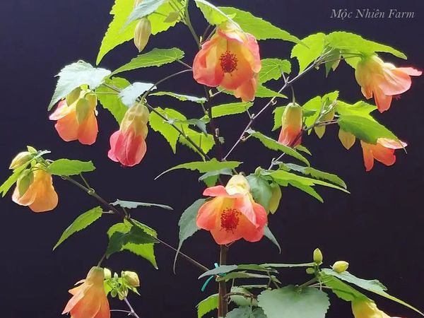  Hoa lồng đèn cam X2 