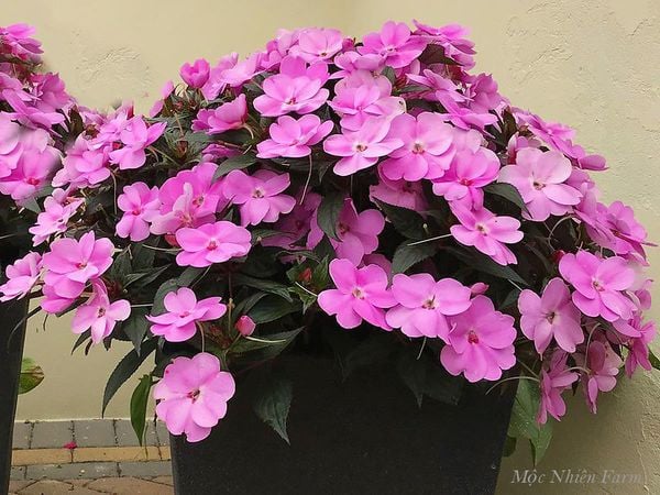  Hoa mai địa thảo hồng C1 