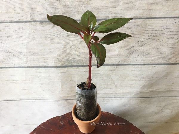  Hoa mai địa thảo hồng C1 