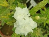  Hoa ngọc bút kép cẩm thạch A1 