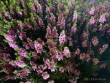  Hoa ngọc hân hồng B1 