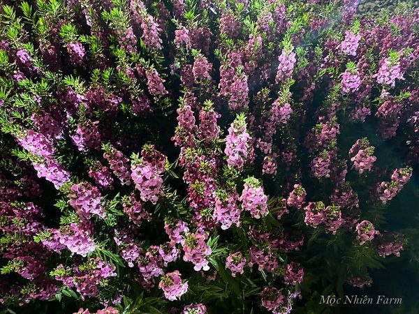  Hoa ngọc hân hồng B1 