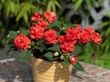  Hoa ngọc thảo cam kép B1 