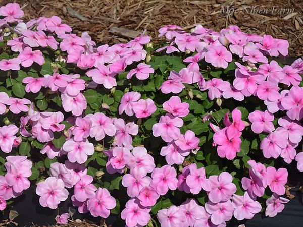  Hoa ngọc thảo hồng đơn E1 