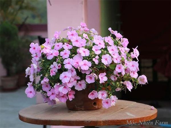  Hoa ngọc thảo hồng đơn E1 