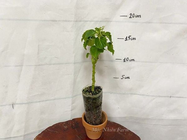  Hoa ngọc thảo hồng đơn E1 