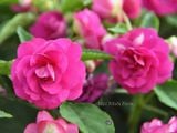  Hoa ngọc thảo hồng kép H1 