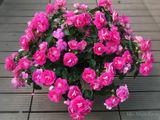  Hoa ngọc thảo hồng kép H1 