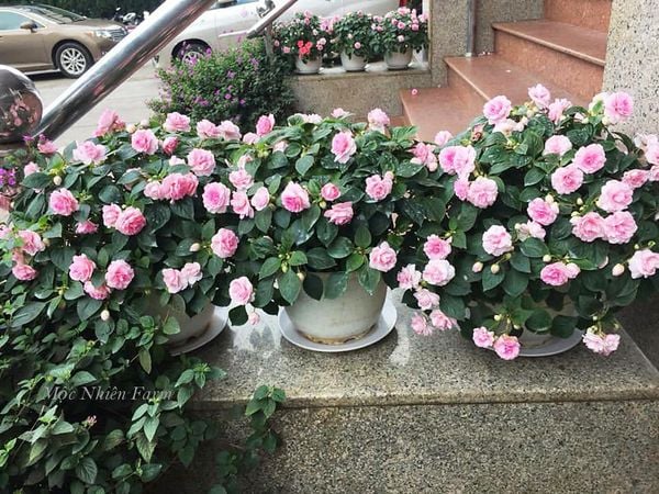  Hoa ngọc thảo hồng kép K1 
