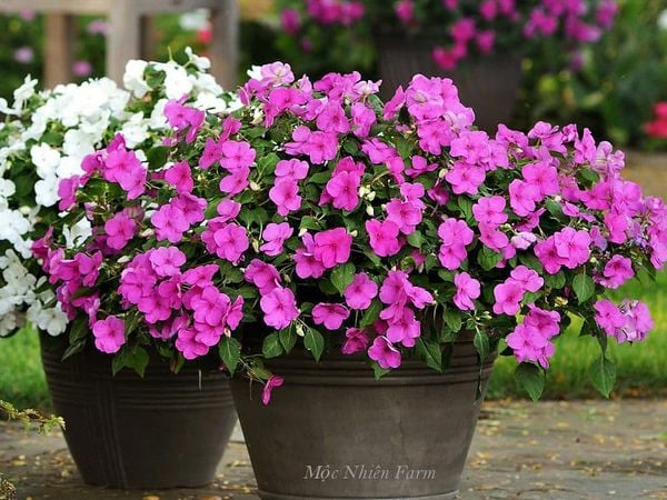  Hoa ngọc thảo hồng đơn N1 
