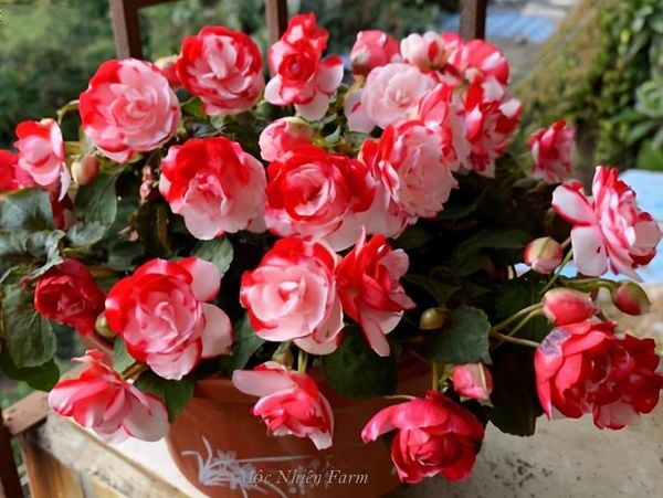  Hoa ngọc thảo đỏ kép M1 