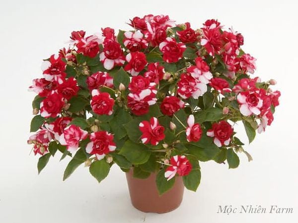  Hoa ngọc thảo đỏ kép M1 