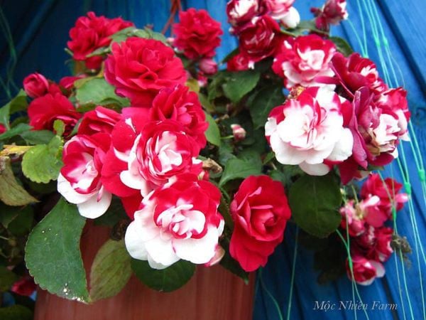  Hoa ngọc thảo đỏ kép M1 