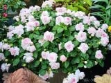  Hoa ngọc thảo trắng kép Q1 