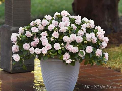 Hoa ngọc thảo