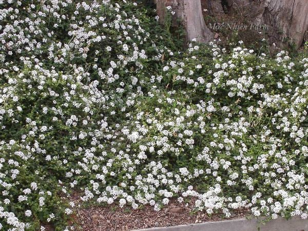  Hoa ngũ sắc trắng rủ A1 