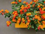  Hoa ngũ sắc đỏ rủ U1 
