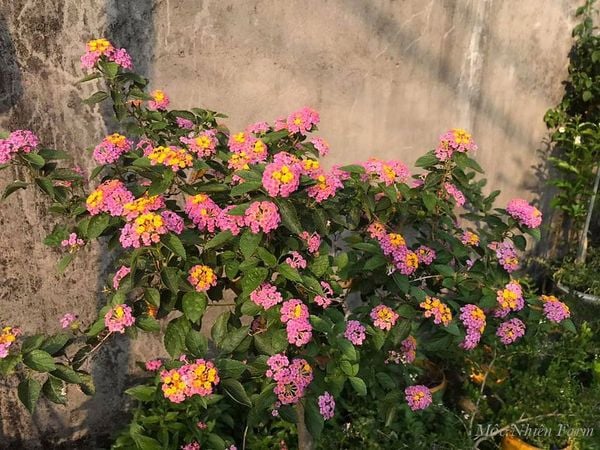  Hoa ngũ sắc hồng đứng V1 