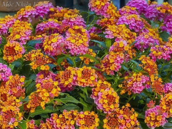  Hoa ngũ sắc hồng đứng V1 