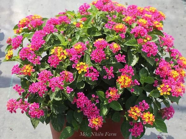  Hoa ngũ sắc hồng rủ H1 