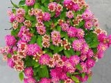  Hoa ngũ sắc hồng rủ H1 